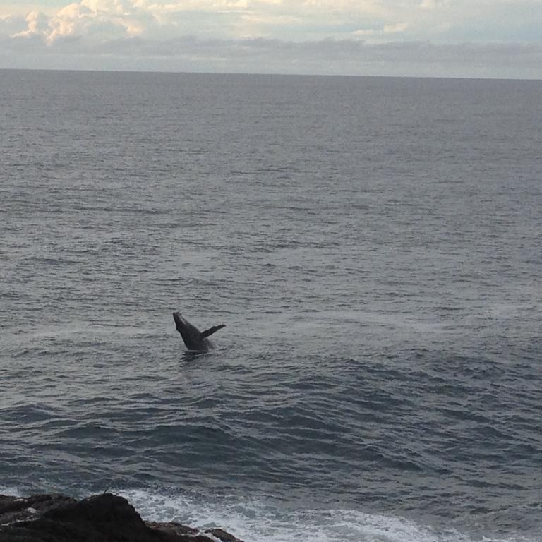 Sea Whispers Bed & Breakfast Kiama Luaran gambar